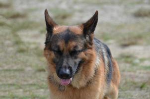 Lovable German Shepherd Dog photo