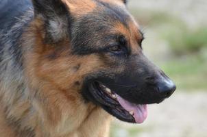 de cerca con un perro pastor alemán foto