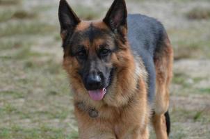 Loveable German Shepherd Dog Face photo