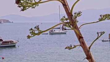 barche a vela da diporto nel mare dietro l'albero durante la stagione turistica estiva video