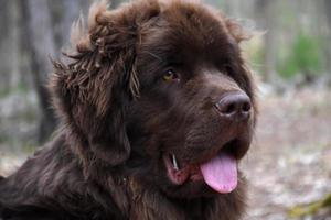 Brown Newfie Dog with His Tongue Sticking Out photo