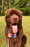 Patriotic Bow Tie on a Newfoundland Dog photo