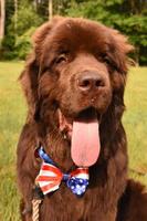 Brown Newfoundland Dog with a Big Pink Tongue photo