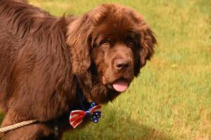 Large Chocolate Brown Newfoundland Dog with a Patriotic Bow Tie photo