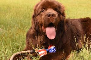 Looking into the Face of a Big Brown Newfoundland Dog Outside photo