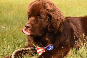 Sweet Chocolate Brown Newfoundland on the Fourth of July photo