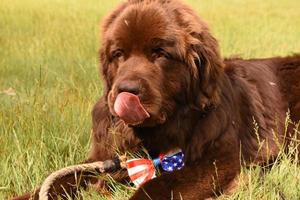 Chocolate Brown Newfoundland Dog Licking His Nose with a Bow Tie On photo