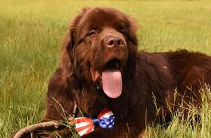 Chocolate Brown Newfie Dog Laying in Grass with a Bow Tie photo