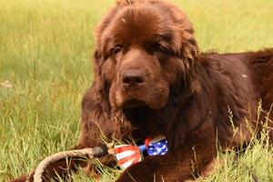 Sad Looking Chocolate Brown Newfoundland Dog with a Flag Tie photo