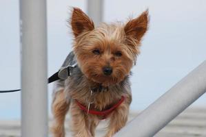 Sweet Faced Yorkshire Terrier photo