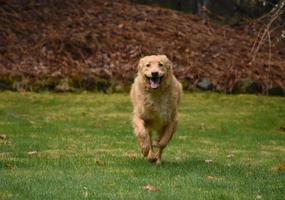 Adorable Toller Retriever Dog Running Across a Yard photo