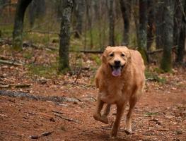 Toller Retriever Dog Running on a Wooded Trail photo