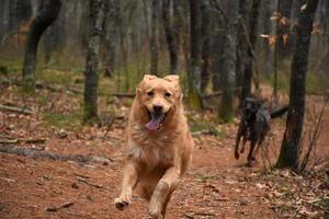 Adorable Spring Duck Tolling Retriever Dog on a Wooded Path photo