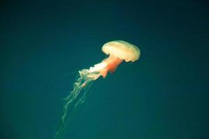 medusas bailando en el agua del océano azul oscuro. foto