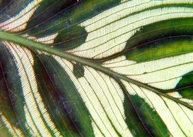 Closeup patterns on different types of green leaves abstract photo