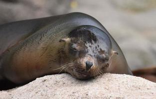 Precious Sea Lion Taking a Nap on a Rock photo