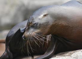 Gorgeous Shot of a Shiny Sea Lion photo