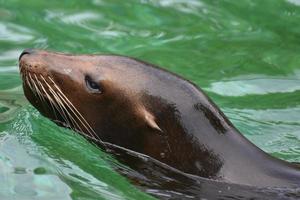 Adorable Shiny Head of this Sea Lion photo