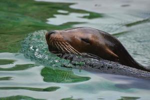 Cute Sea Lion Head Peaking out of the Water photo