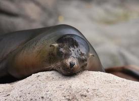 Adorable Little Sleepy Sea Lion on a Rock photo