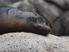 Precious Image of a Sea Lion Sleeping photo