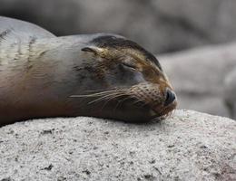 Adorable Little Sea Lion Sleeping on top of a Rock photo