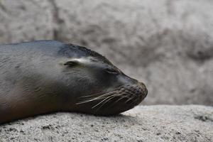Adorable Sea Lion With Cute Little Ears photo