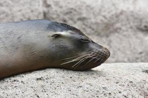 Adorable Sea Lion on a Rock with Closed Eyes photo