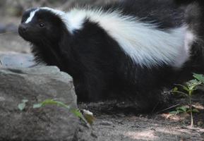 mofeta blanca y negra expresiva muy dulce foto