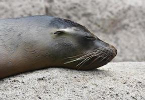 Adorable Shiny Sea Lion Head on a Rock photo