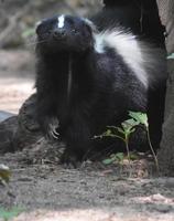 Skunk Sniffing The Air and Raising his Paw photo