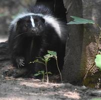 Adorable Black and White Face of a Skunk photo