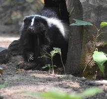 lindo zorrillo sosteniendo su pata en un tronco foto