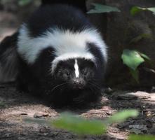 mofeta blanca y negra moviendo su pequeña nariz mojada foto