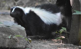 adorable pero curioso zorrillo salvaje con la nariz en el aire foto