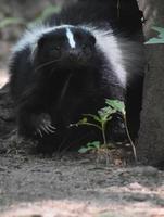 Skunk with Long Claws on his Paw photo