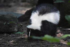 Fluffy Striped Black and White Skunk in the WIld photo