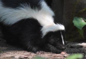 A Skunk Smelling Something Found on the Ground photo