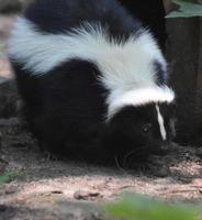 Sweet Face of a Chubby Black and White Skunk photo