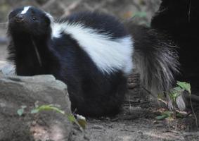 Wild Skunk with His Head Raised Up photo