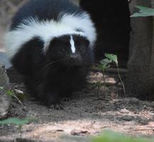 Wild Skunk with a Cute Little Black Nose photo