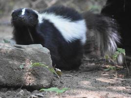 Wiggling Nose on the Face of a Skunk photo