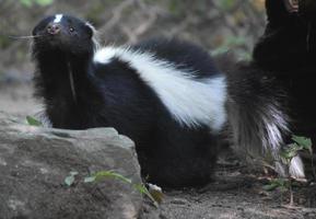 mofeta moviendo su pequeña nariz negra foto