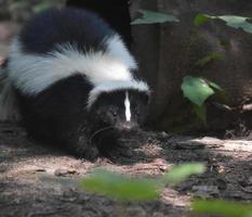 Absolutely Adorable Black and White Skunk photo