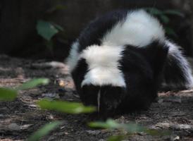 Wild Black and White Skunk with Lots of Fur photo