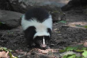 Fantastic Close Up Look at Skunk in Nature photo