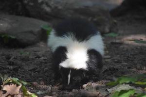 Adorable Skunk with Sun Shining on His Back photo