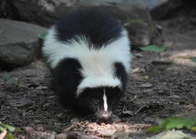 Close Up Look at the Face of a Skunk photo