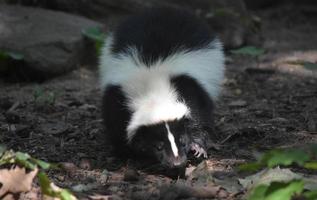 Black and White Skunk with Long Claws photo