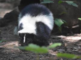 White Stripe Down the Back of a Skunk photo